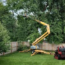 How Our Tree Care Process Works  in  Boring, OR