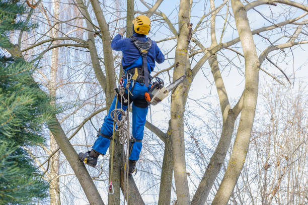 Best Tree Mulching  in Bing, OR